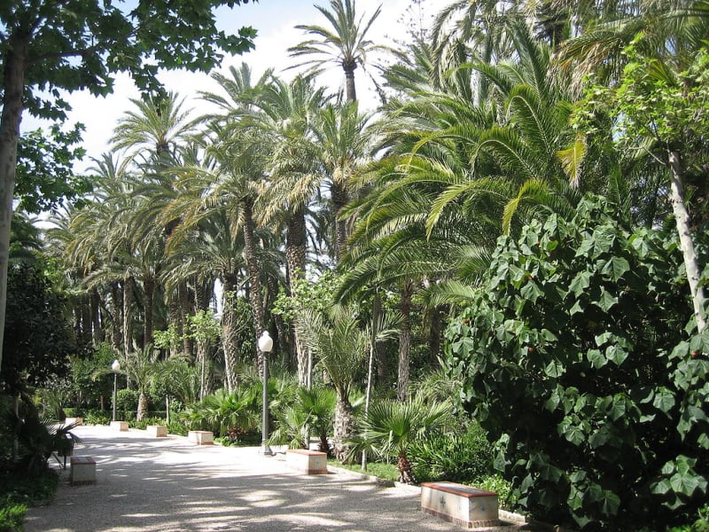 エルチェの椰子園