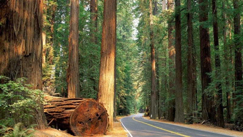 Parc national de Sequoia
