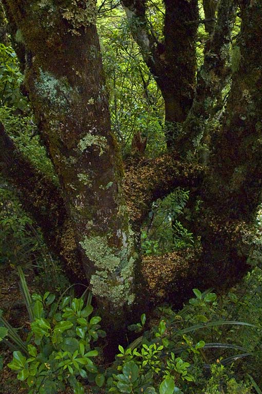 Национальный парк Тонгариро