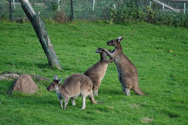 エディンバラ動物園