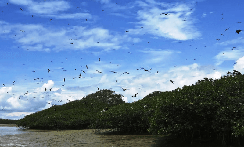 Mangroves de Tumbes