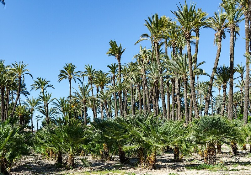 Elche Palm Forest