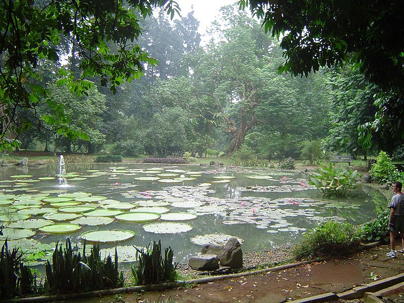 Botanischer Garten von Bogor