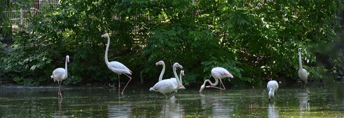 Zoo de Kiev
