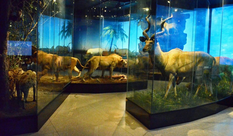 Houston Museum für Naturwissenschaften