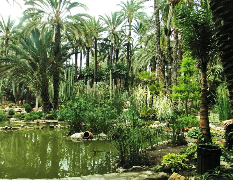 エルチェの椰子園