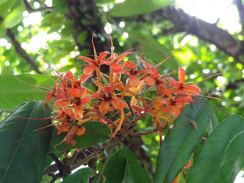 Jardim Botânico Real de Peradeniya