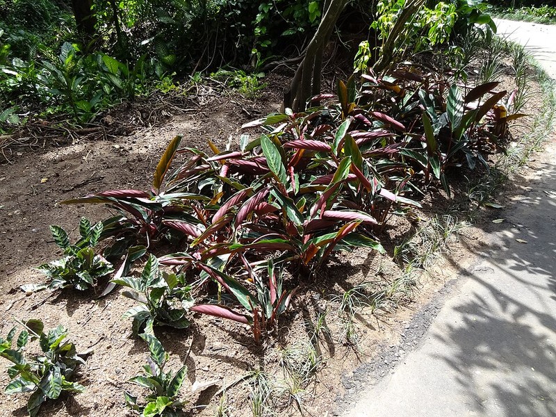 Jardim Botânico Real de Peradeniya