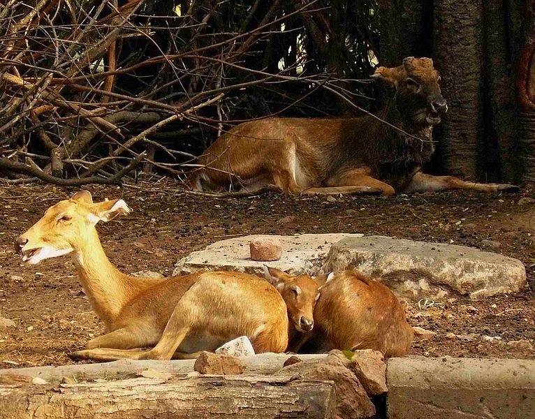 حديقة حيوانات Dusit في بانكوك