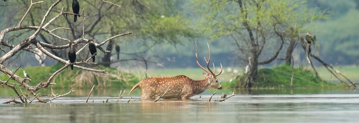 Keoladeo