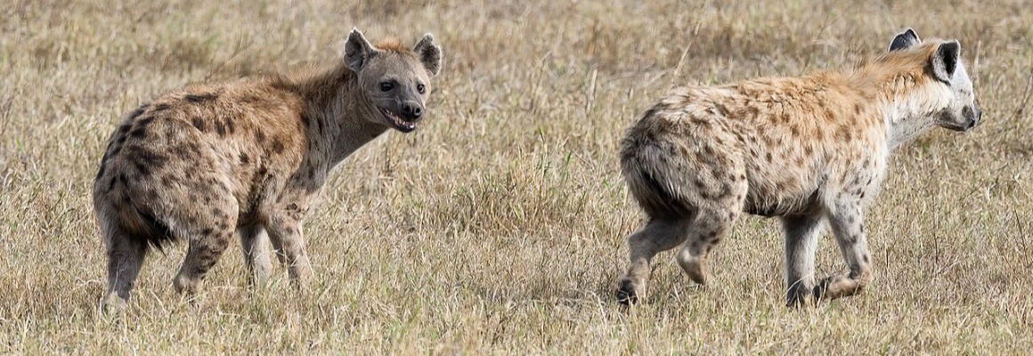 Ngorongoro