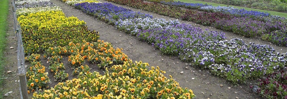 Jardim Wisley