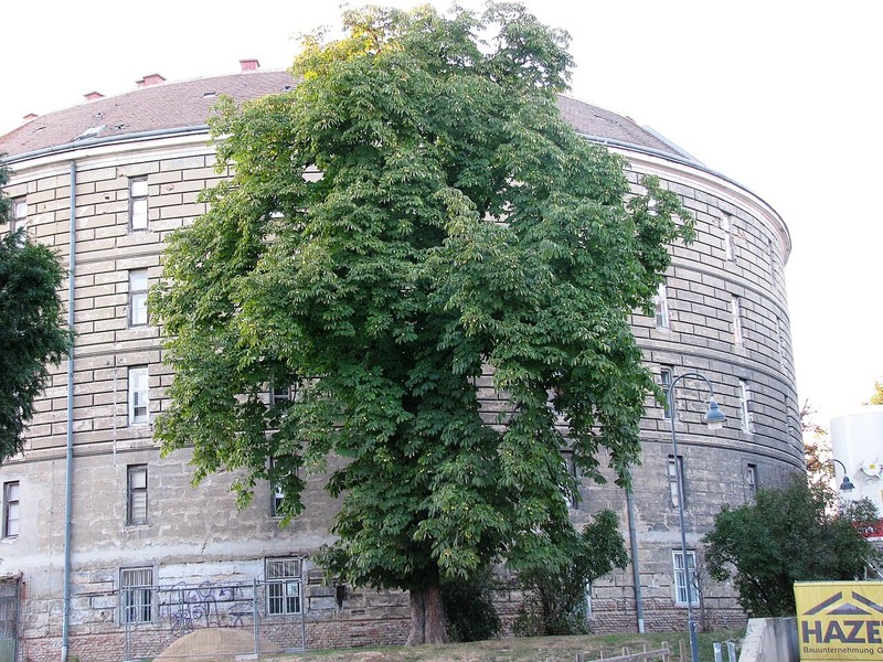 Башня сумасшедших в Вене