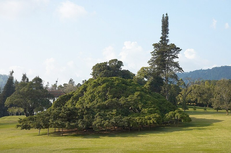 Jardim Botânico Real de Peradeniya