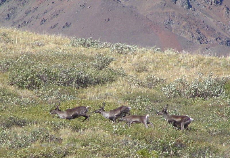 Parque Nacional Denali