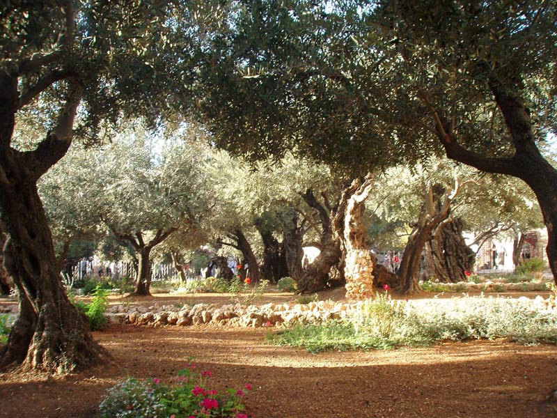 Jardin Gethsémani