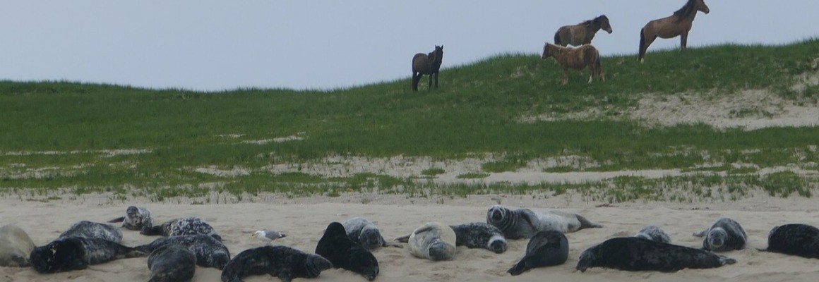 Sable Island