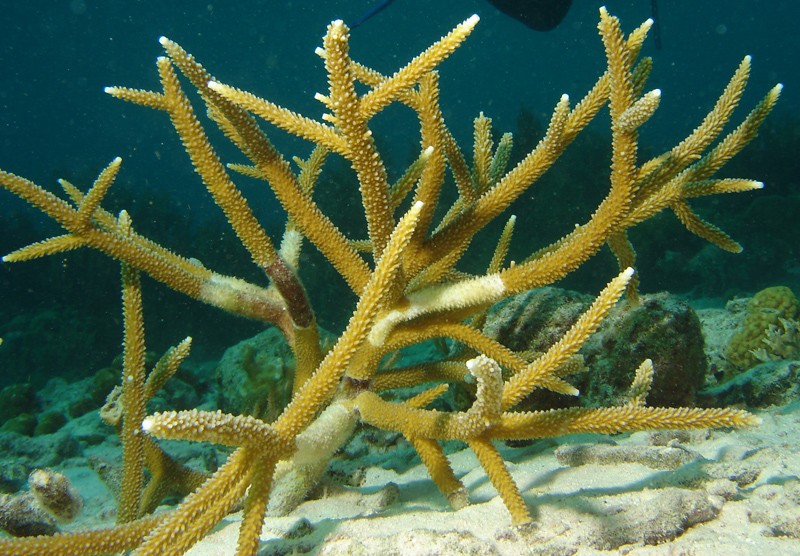 Recife de coral de Hikkaduwa
