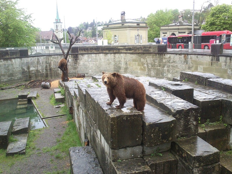 Медвежья яма в Берне