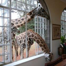 مزرعة الزرافة