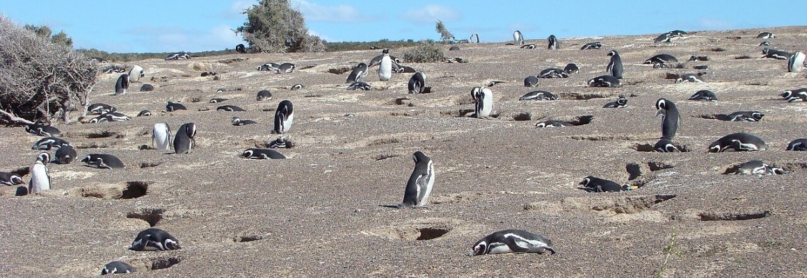 Reserva Natural de Punta Tombo