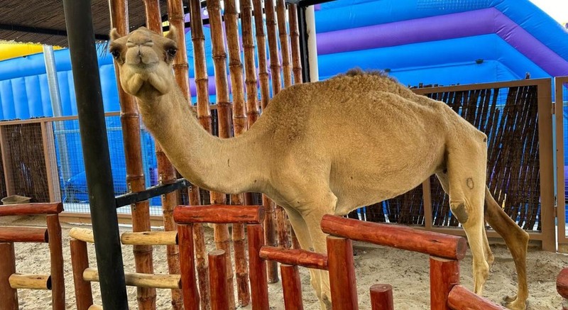 Sharjah Zoo - photo 3