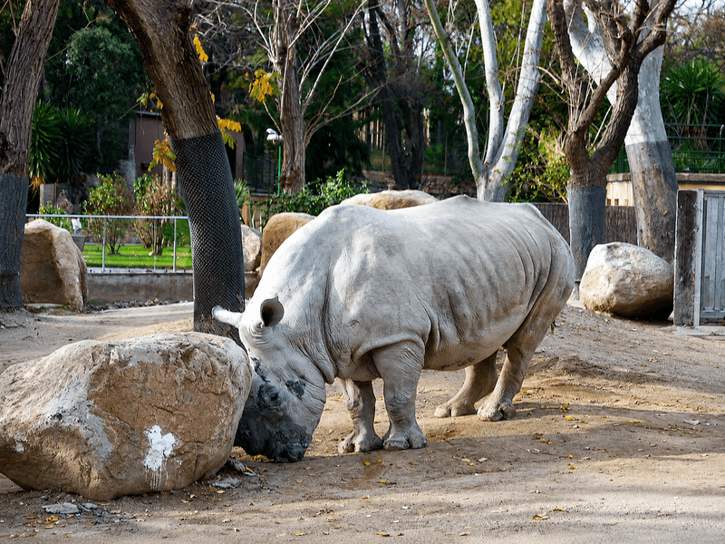 Barcelona Zoo