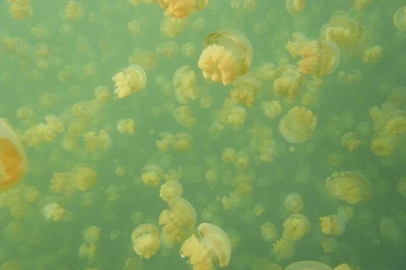 озеро медуз
