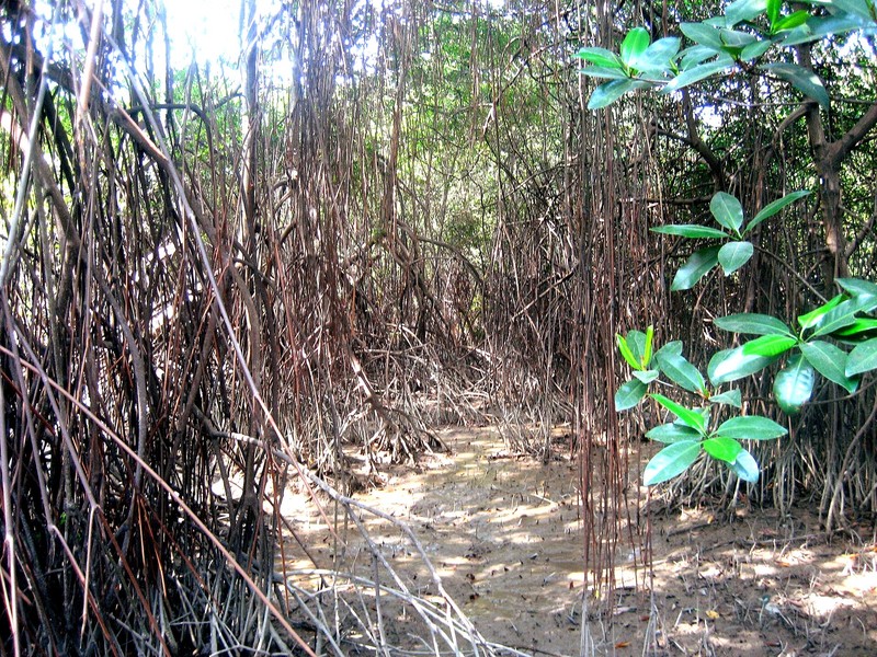 Mangroves de Tumbes