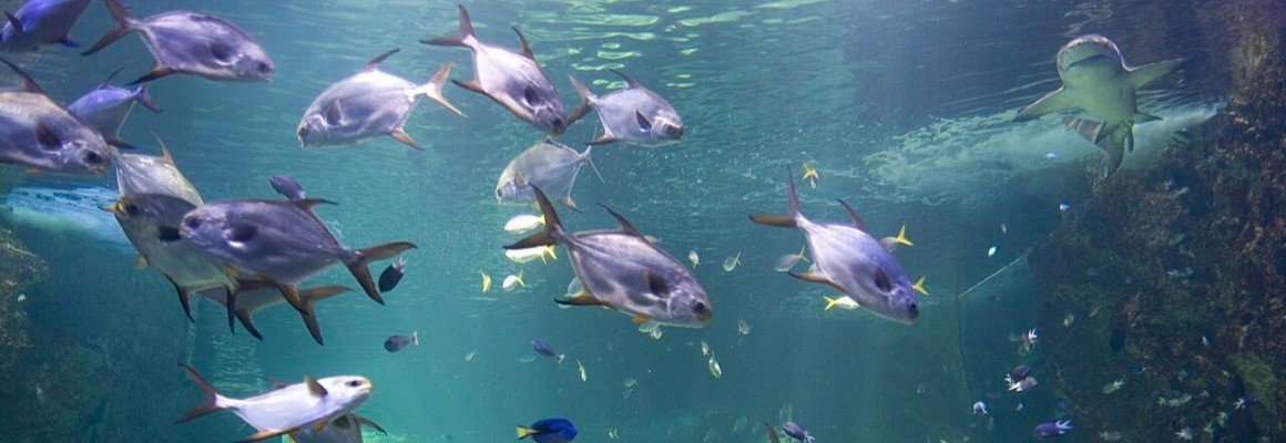 悉尼水族馆