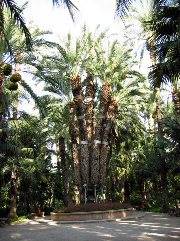 Пальмовый лес Эльче