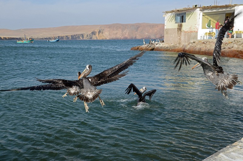 Réserve nationale de Paracas