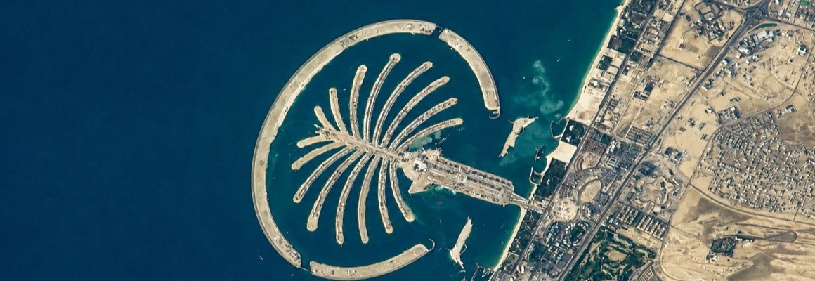 نخلة الجميرة