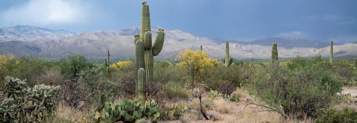 Parque Nacional Saguaro