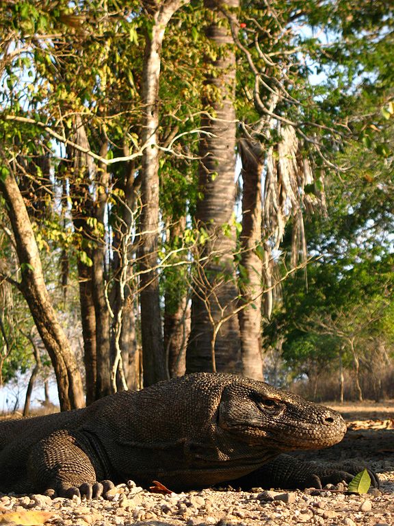 Parc national de Komodo