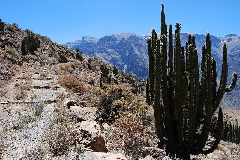 Canyon de Colca