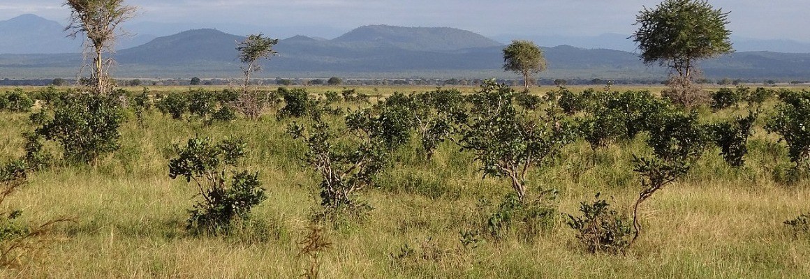 Mikumi National Park