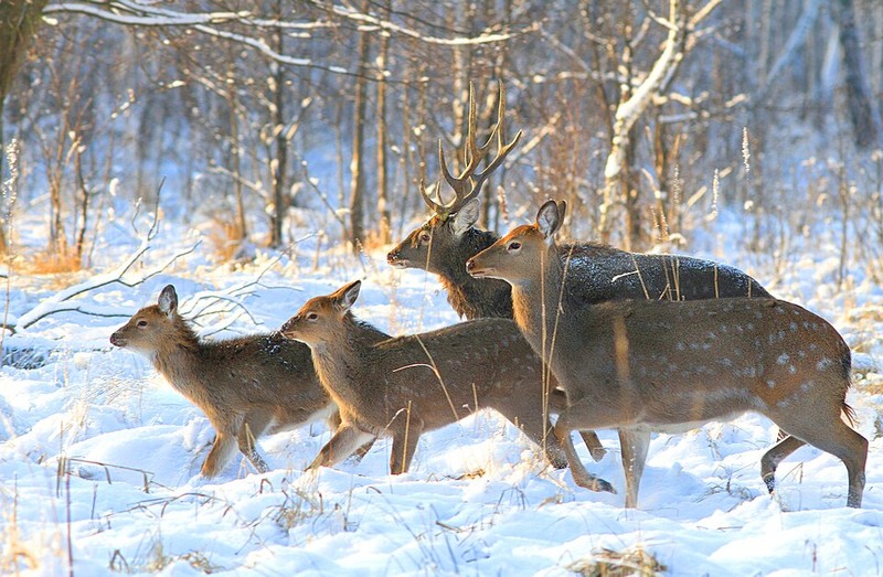 Parque Nacional da Losiny-Ostrov