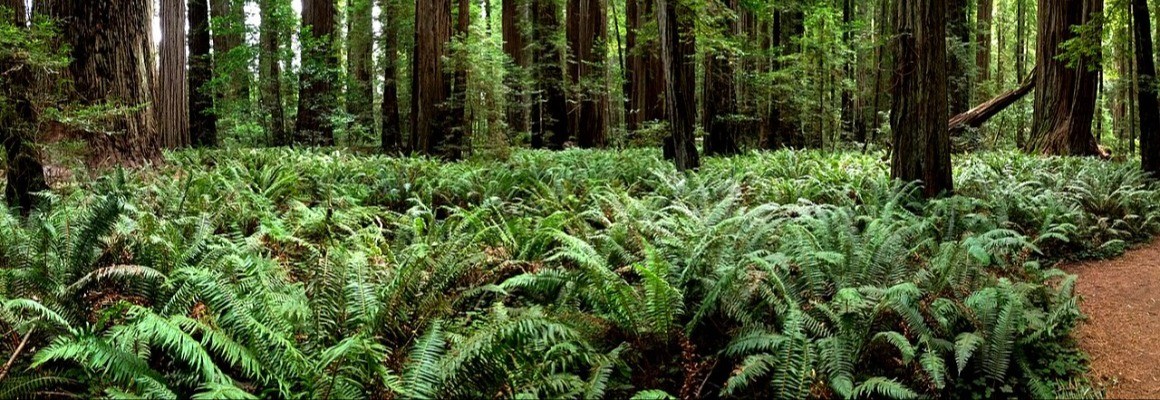Parc national de Redwood