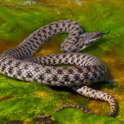 ケイマーダ・グランデ島