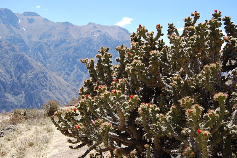 Canyon de Colca