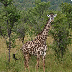 米庫米國家公園