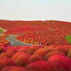 Hitachi Seaside Park