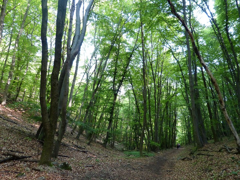 Bosque de Viena