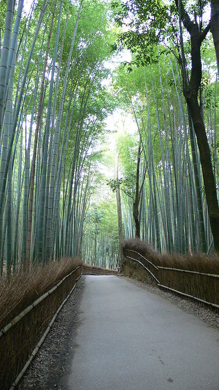 Forêt de bambous de Sagano