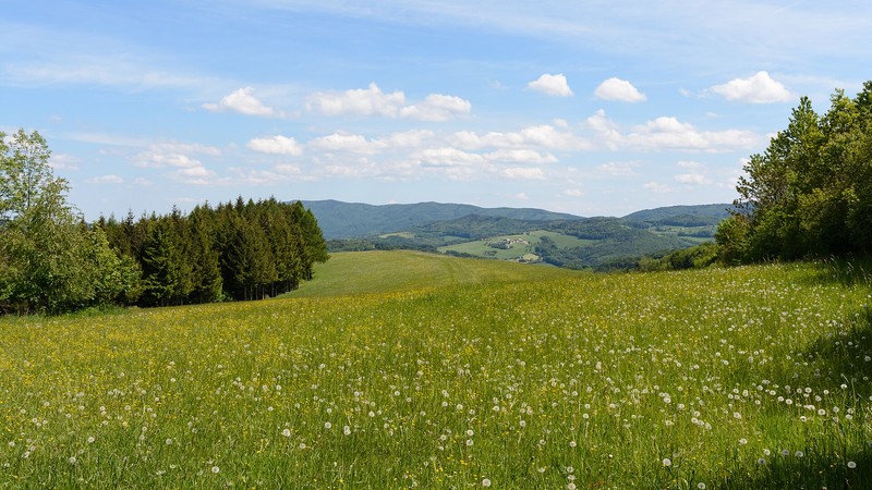 Wienerwald