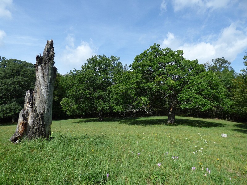 Bosque de Viena