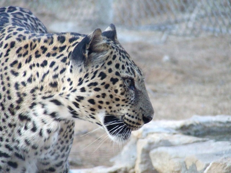 Sharjah Zoo - photo 15