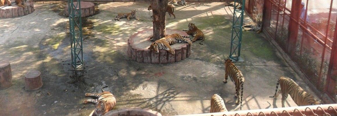 Sriracha Tiger Zoo