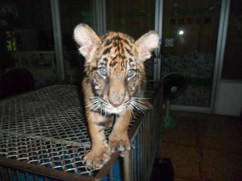 Тигровий Зоопарк Сірача